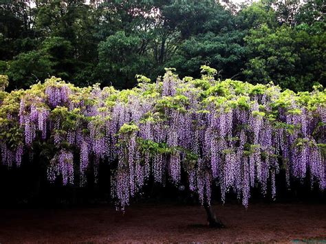 紫藤花风水